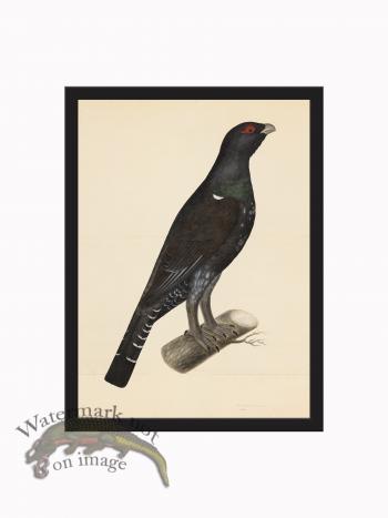 Rudbeck CFA_BF 07 CAPERCAILLIE